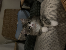 ピーナッツ