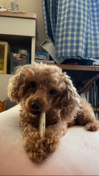 ピグニー