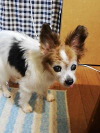 ぴーちゃん