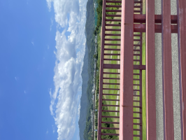 ぴょんす