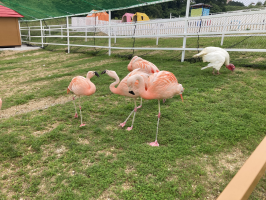 あき
