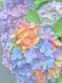 ユキ