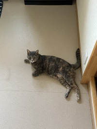 ねぎ虎