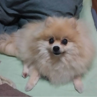 里