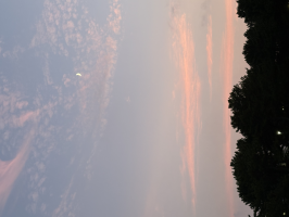 スジ