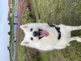 あいぽ