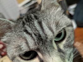 ぷ