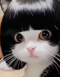 kana蔵