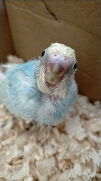 ピー助