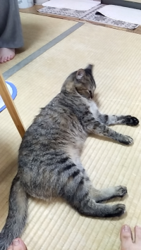 aoao