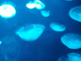 5ひきのばけばけ