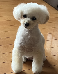 アロちゃん