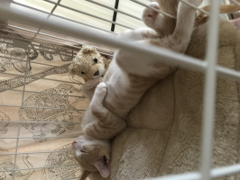 ラテ