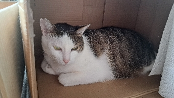 しまこ