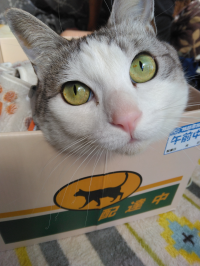 ニャルマ