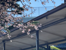 まいたけ