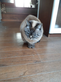 みるるんママ