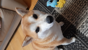 ☆カエル☆