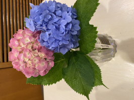 samyflowers