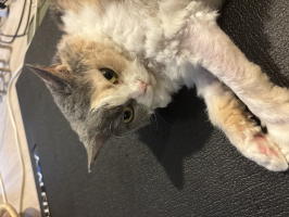 三毛猫チッチ