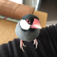 ぺりかん