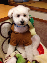 しうさく