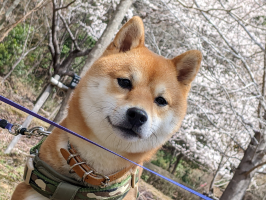 わさび
