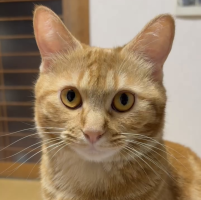 ぽてこま