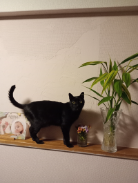 梅モモ