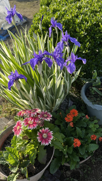 ラベンダーブルー