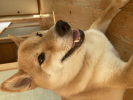 柴犬のくまちゃん