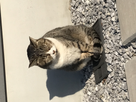 猫の気持ち