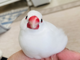 ひの