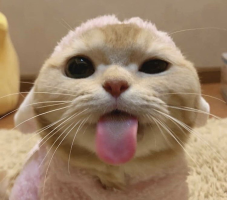 ケイ
