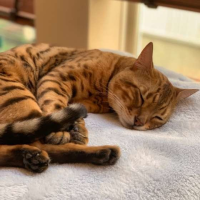 猫の気持ち