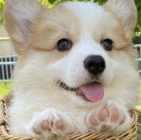 コギばんちょー