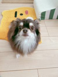 リニ
