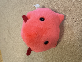 めんだこ