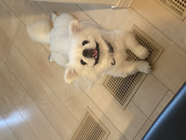 ペキニーズ