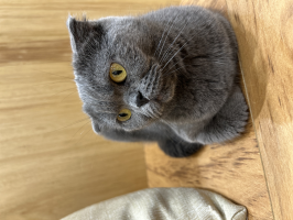 きき
