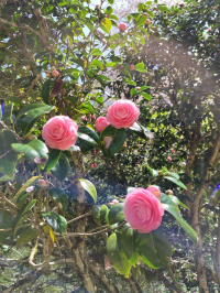 まさまさ