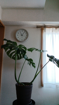 よっしー