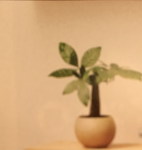 ブジルシ