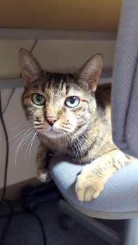 無慈悲な日本人