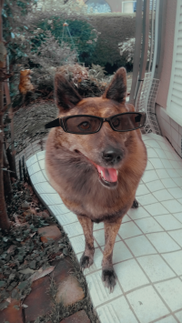 モモ