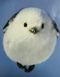 まさえ