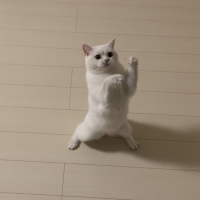まねな