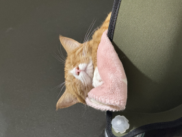 みっちー