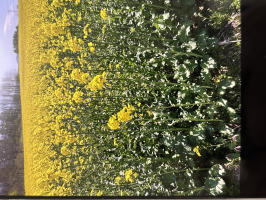 ルルコ