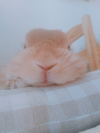 たー子